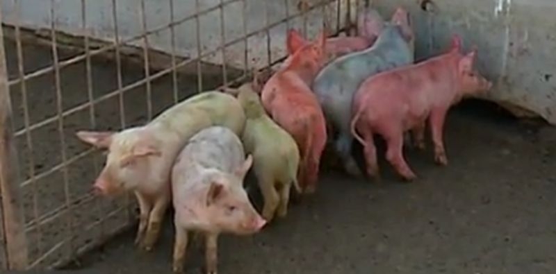 Цветни прасета се родиха в родна свинеферма ВИДЕО