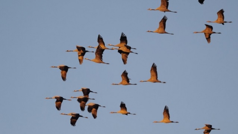 2 милиона прелетни птици избити в Кипър и изпратени като деликатес в Англия