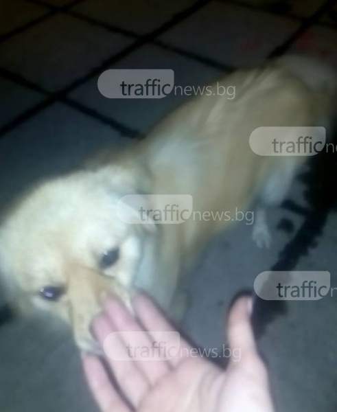 Жестоко! Пловдивчани изхвърлиха кучето си през колата пред магазин ВИДЕО