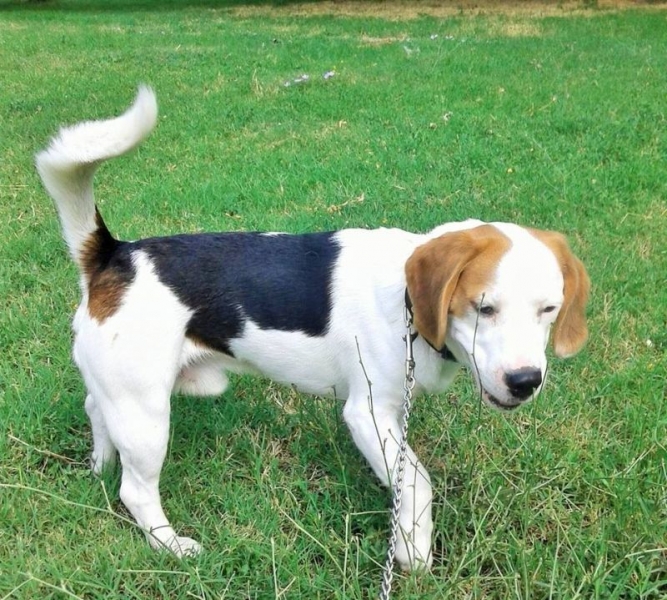 Виждали ли сте това куче! Лъки изчезна край Брестовица СНИМКИ