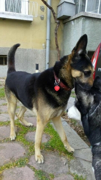 Избягала овчарка търси стопаните си около стадион Пловдив