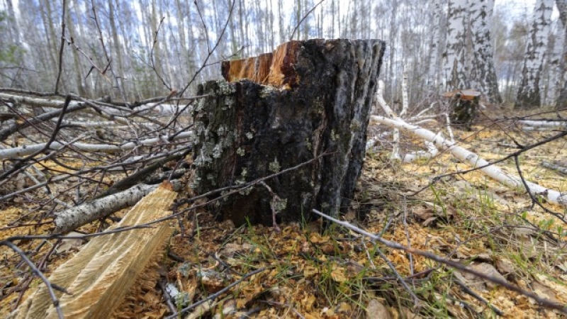Огромно дърво падна върху група гимназисти, 18 души загинаха