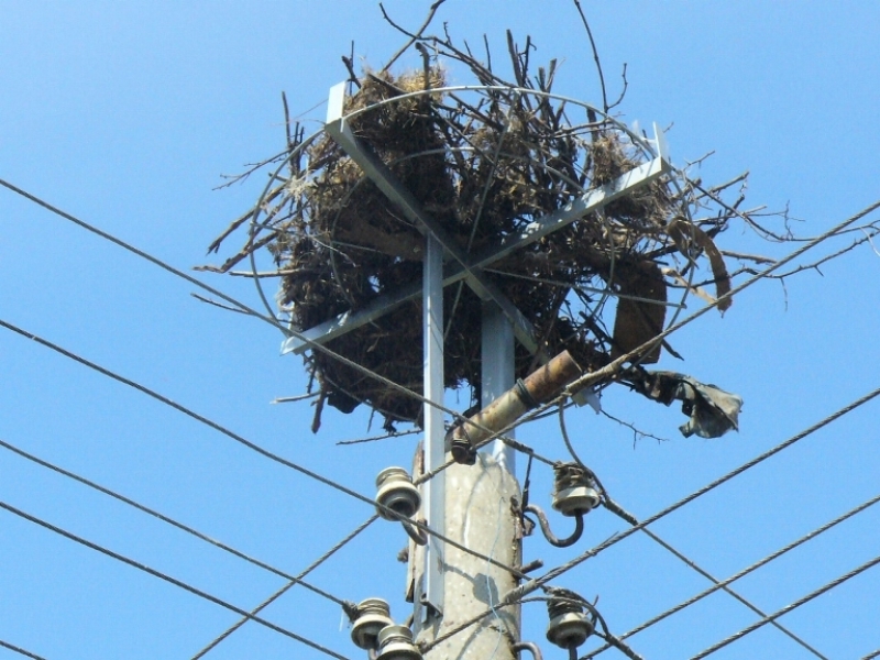 Mонтираха нови 242 платформи за щъркелови гнезда