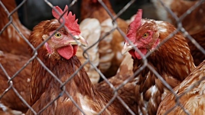 Огнище на Нюкасълска болест сред птици в Рудозем, може да създаде проблеми и на хората