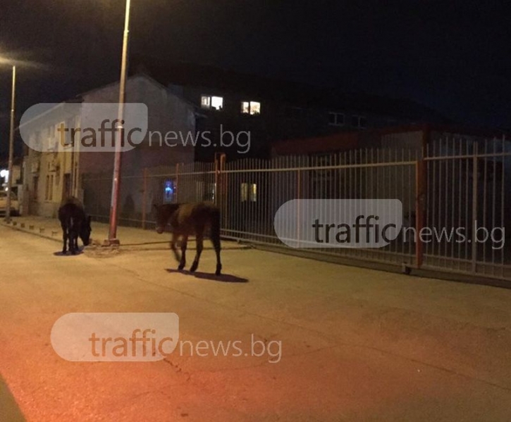 Топлото време в Пловдив изкара дори магаретата по улиците СНИМКИ