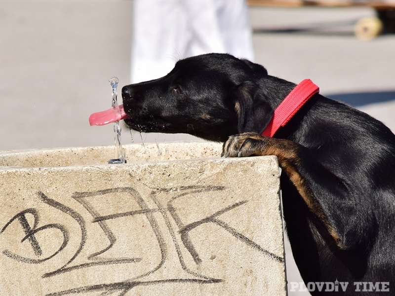 Куче на пъпа на Пловдив даде урок по добри обноски СНИМКИ