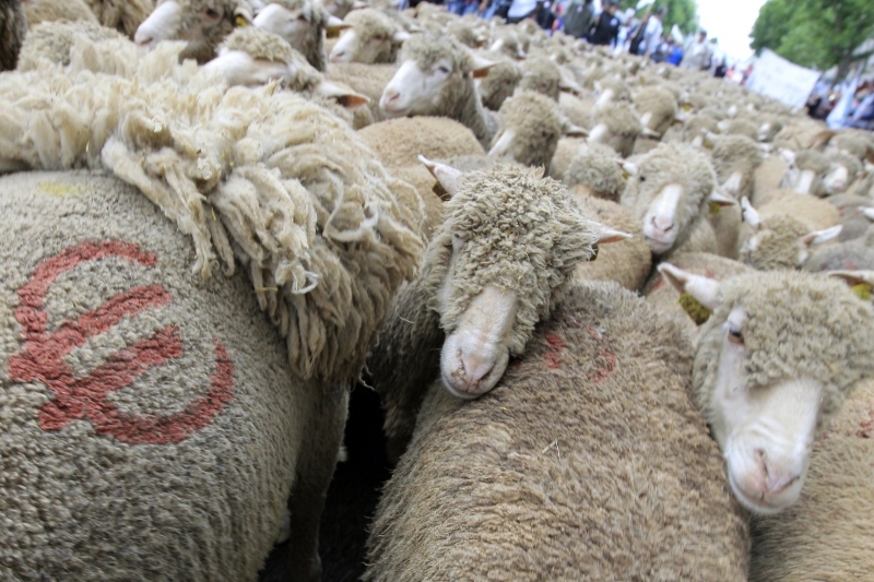 Протестиращи животновъди затвориха гранични пунктове и основни пътища в страната