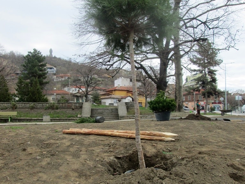 Вандали задигнаха цяло дърво от булевард “Васил Априлов“