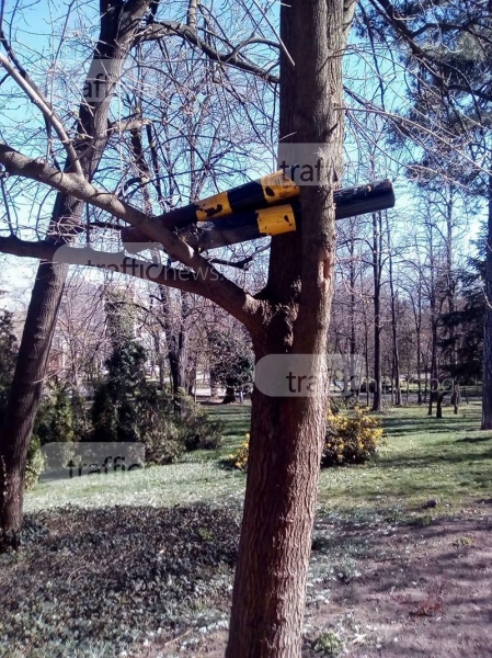 Антипаркинг колчета кацнаха на дърво в Бунарджика СНИМКИ