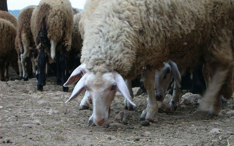 Задигнаха 20 агнета от стопански двор в Пловдивско