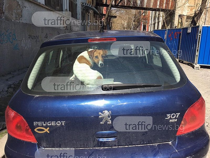 Безотговорно! Пловдивчанка остави заключено кучето си в колата СНИМКИ