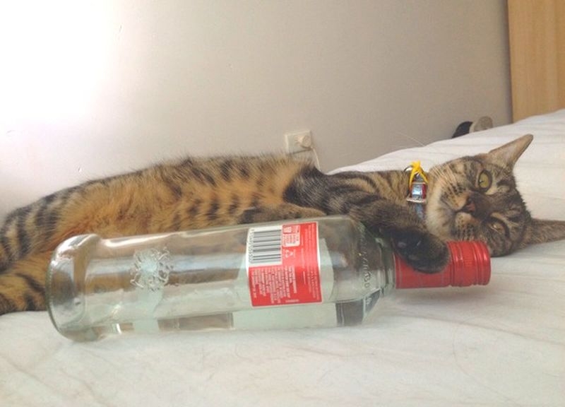 Водка спаси живота на котка