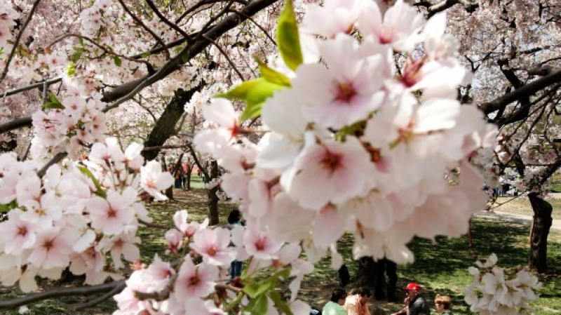 Началото на новата седмица започва със слънце до обяд и облаци следобед