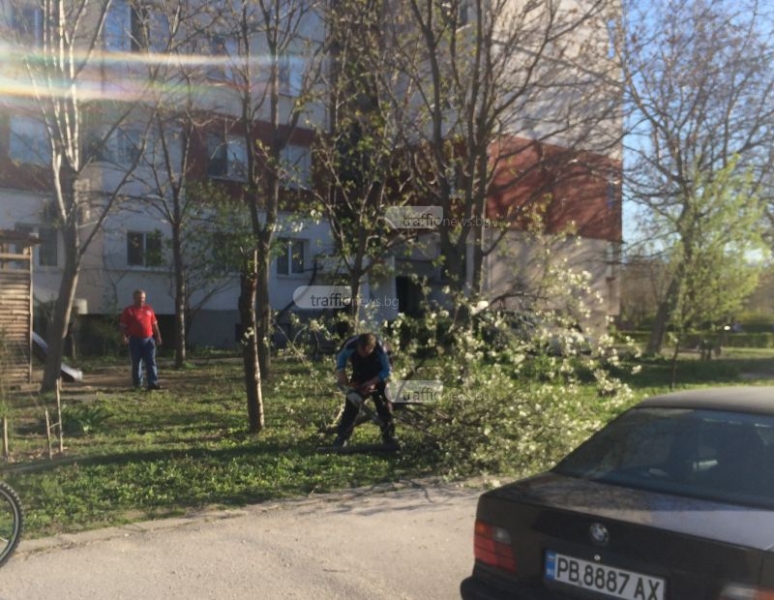 Пловдивчанин хвана резачката и отряза дърветата пред блока си, щял да ги гори СНИМКИ