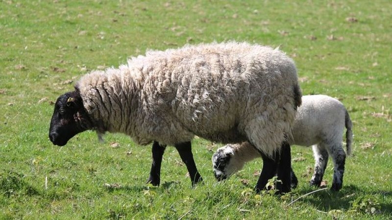 Агнешкото преди Великден: 6 лева за килограм от фермата, над 12 лева – в магазина