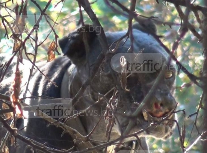 Организаторите на Арената на смъртта в Кършияка застават пред съда
