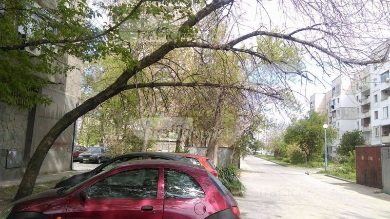 Дърво убиец дебне до Мол Пловдив СНИМКИ