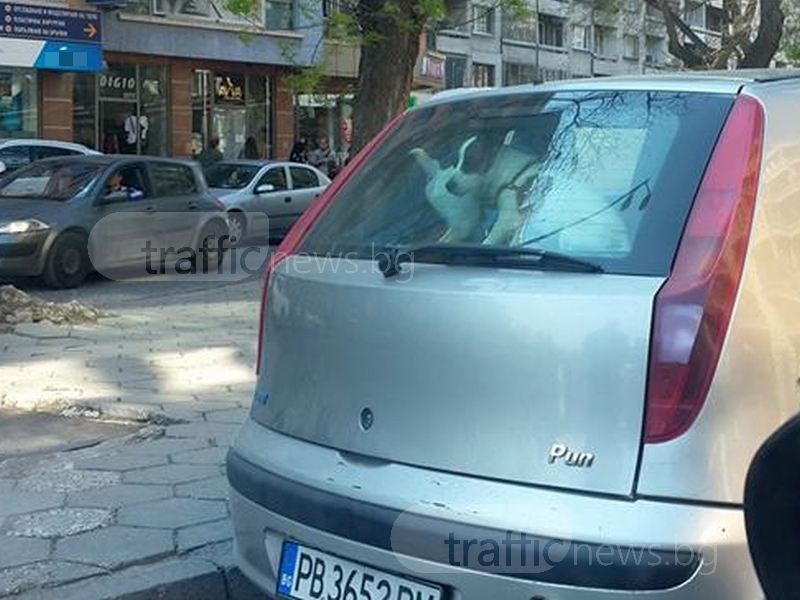 Кучета се пържат половин час в кола в Пловдив, собственикът скита СНИМКИ