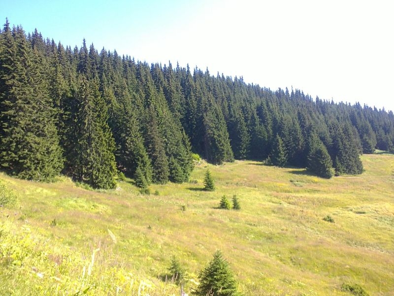 Недалеч от Пловдив: Издирват жена, изчезнала в Родопите