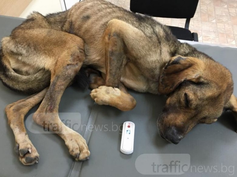 Изоставено куче опита да сложи край на живота си! Пловдивчанка го спаси СНИМКИ
