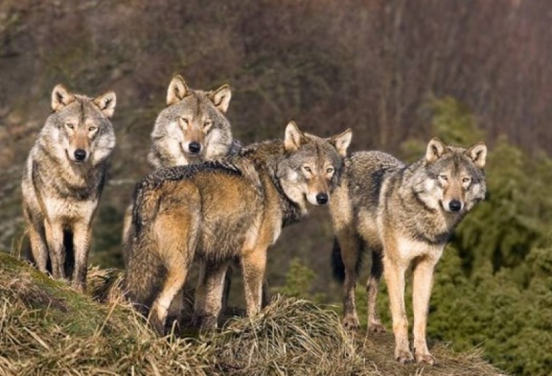 Вълци нападнаха село Синчец