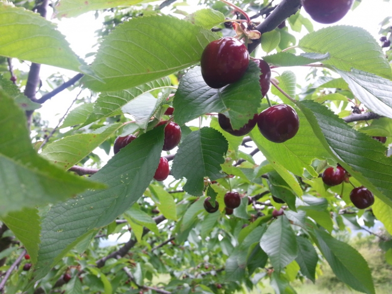 Земеделци: Студът ще навреди на реколтата от ябълки и череши