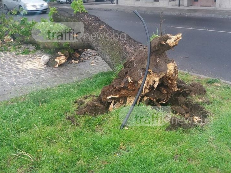 Дърво размаза няколко коли в центъра на Пловдив СНИМКИ