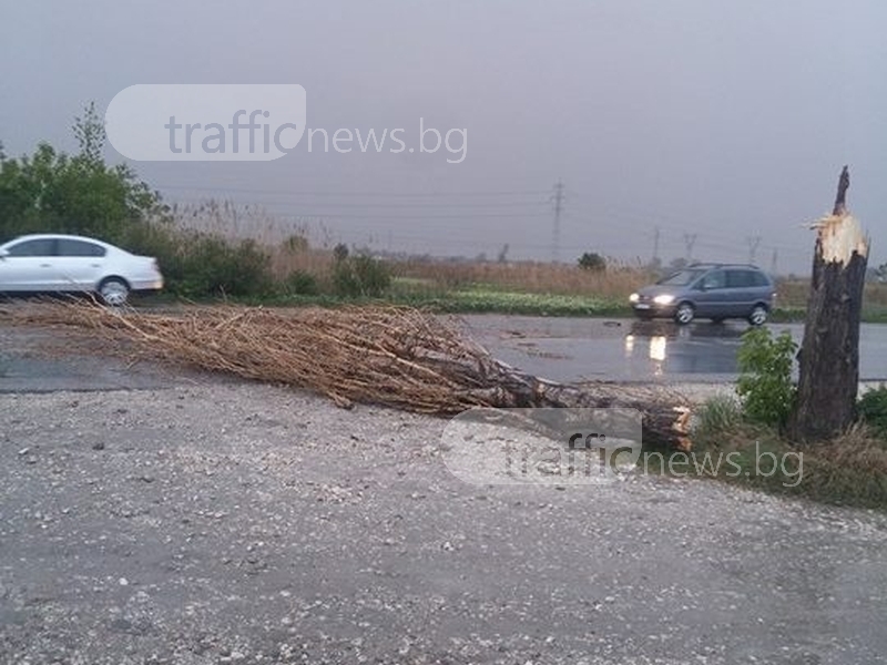 Вятърът строши дърво на пътя Пловдив-Асеновград, доброволци и пожарникари го преместиха СНИМКИ