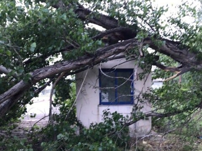 Дърво падна върху митничарски павилион СНИМКА