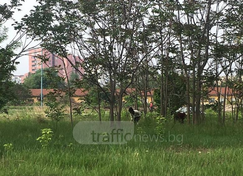 Пловдивчани луднаха по брането на охлюви, грози ги обаче солена глоба СНИМКИ