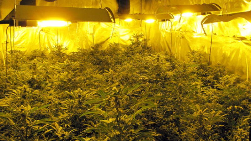 Хванаха двама ученици да отглеждат голямо количество марихуана