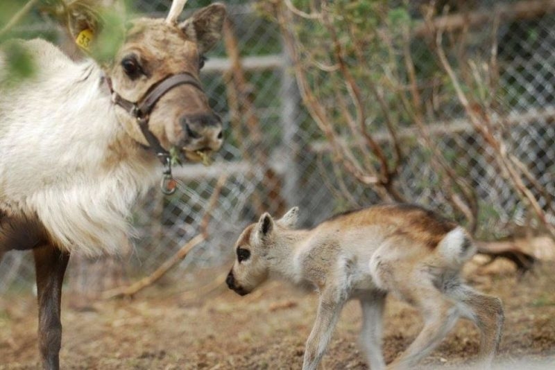 Северно еленче се роди на Гергьовден в Родопите СНИМКИ