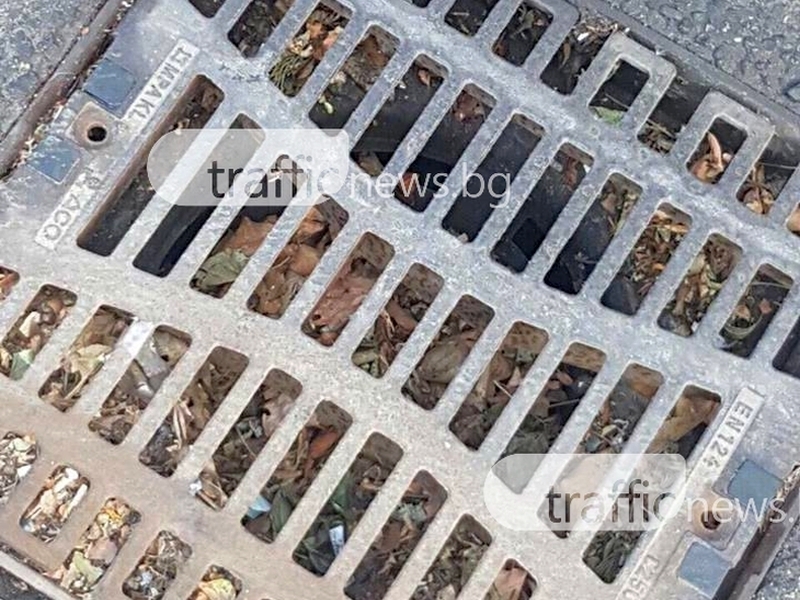 Акция срещу гризачи започва днес в Пловдив