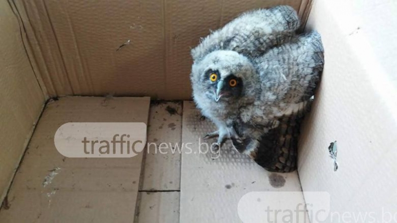 Паднало бебенце сова беше спасено в Пловдив СНИМКИ
