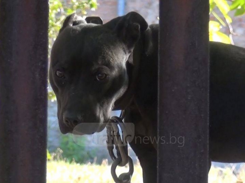 Мозъците на Арената на ужасите в Пловдив застават пред съда