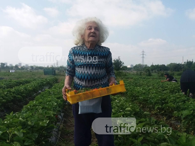 82-годишна жена от Пловдив всяка сутрин става в 6:00 часа, за да бере ягоди СНИМКИ