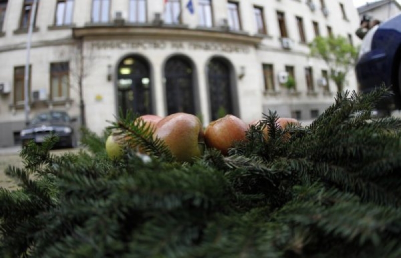 Венец от гнили ябълки положиха за... Семейния кодекс