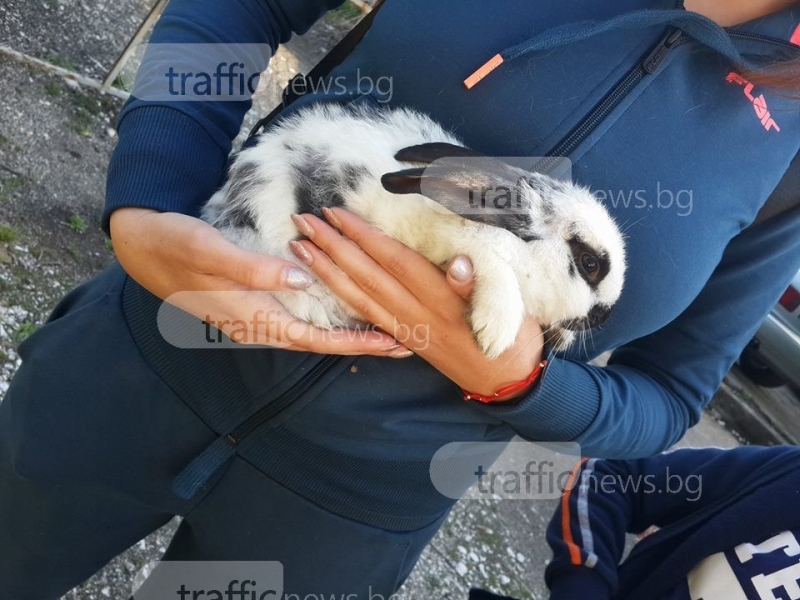 Бездомното пловдивско зайче си намери стопани СНИМКИ