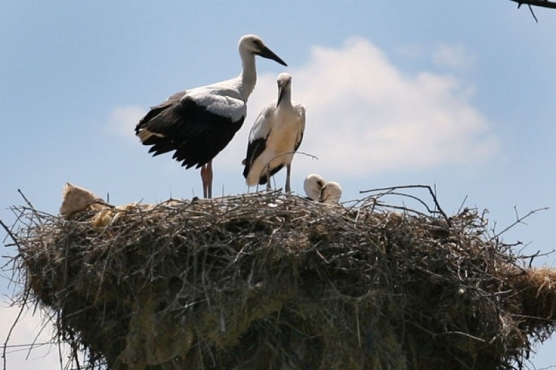Фестивалът на Белия щъркел събира стотици днес в Белозем