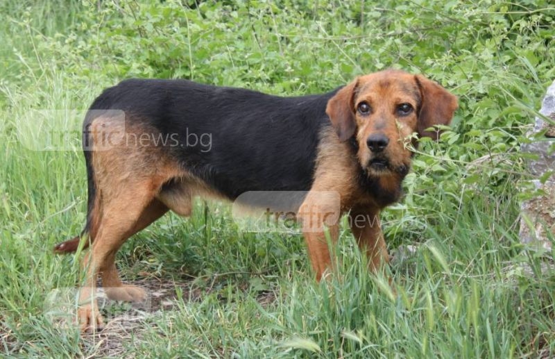 Гавра! Пловдивчани изхвърлиха кучето си, защото е сляпо СНИМКИ