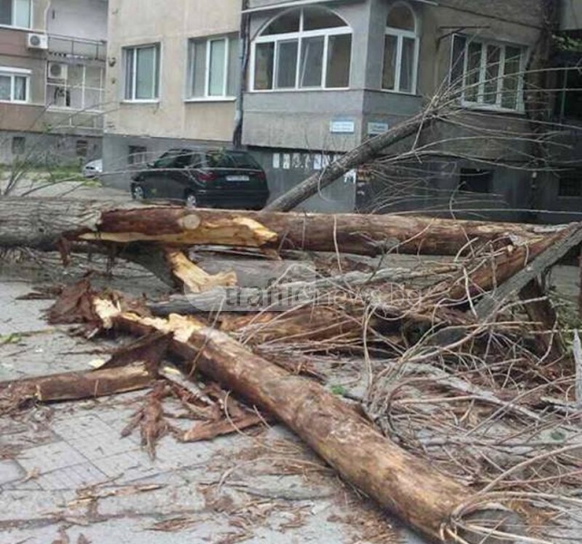 На косъм от трагедия: Огромно дърво се строполи на метри от пловдивчанин СНИМКИ