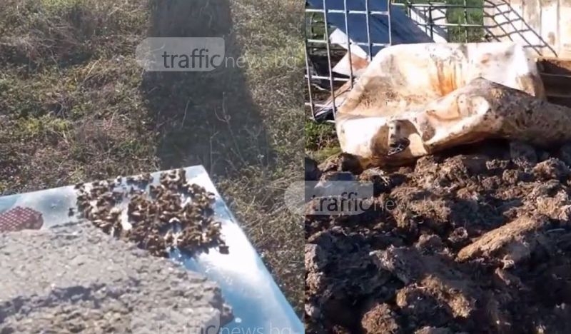 Хиляди пчели измряха край Пловдив заради опасни отпадъци! Има ли общо биоцентралата? ВИДЕО и СНИМКИ