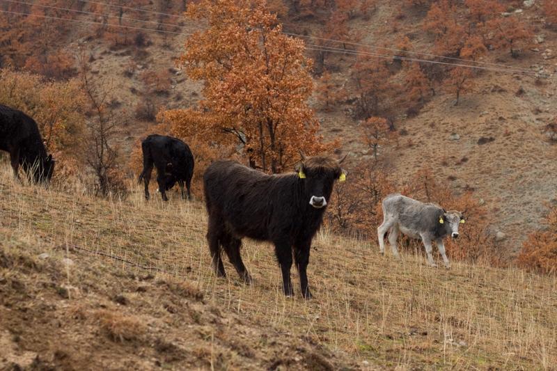 Животновъди от Родопите в паника, искат статут на семейни ферми