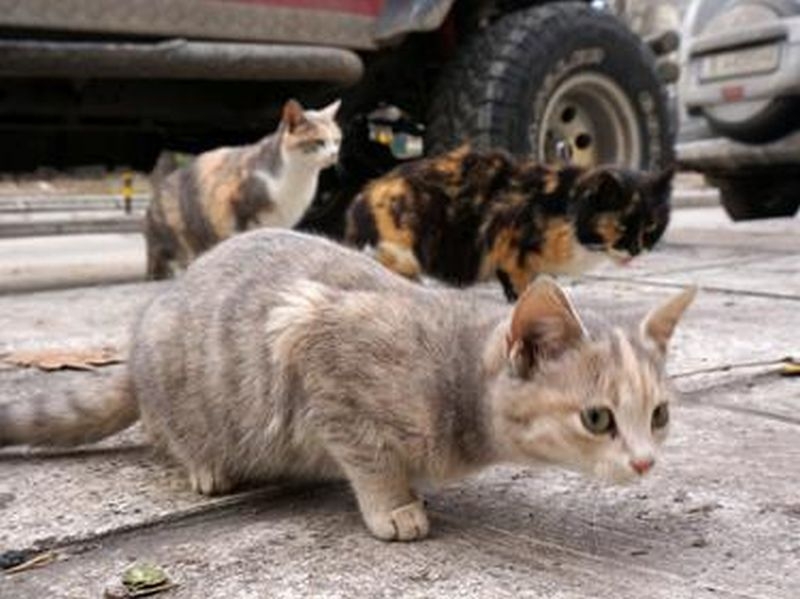 Кастрират безплатно бездомни животни в Пловдив