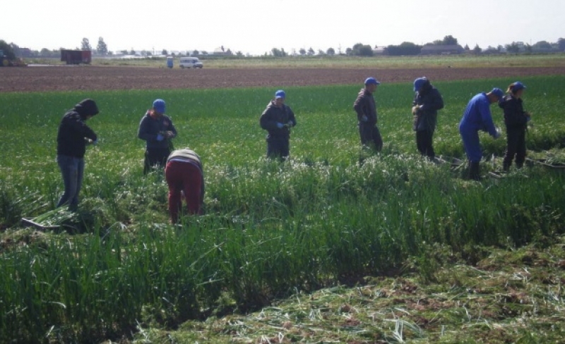 Десетки българи зад граница са се превърнали в бели роби