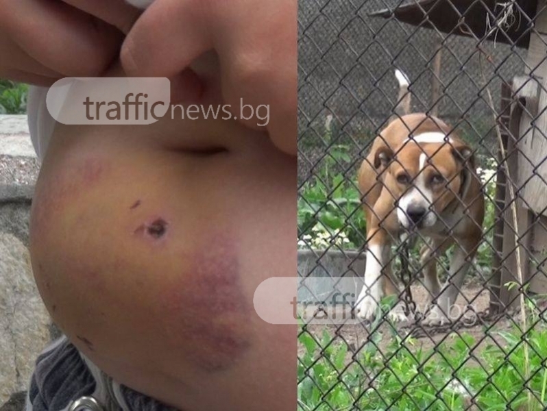 Отровиха едно от кучетата на собственика на питбула, който нахапа дете край Пловдив ВИДЕО