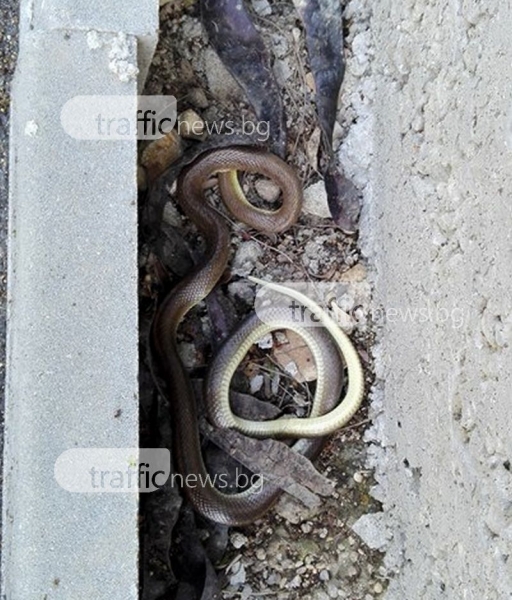 Смоци плъзнаха край Лаута СНИМКИ