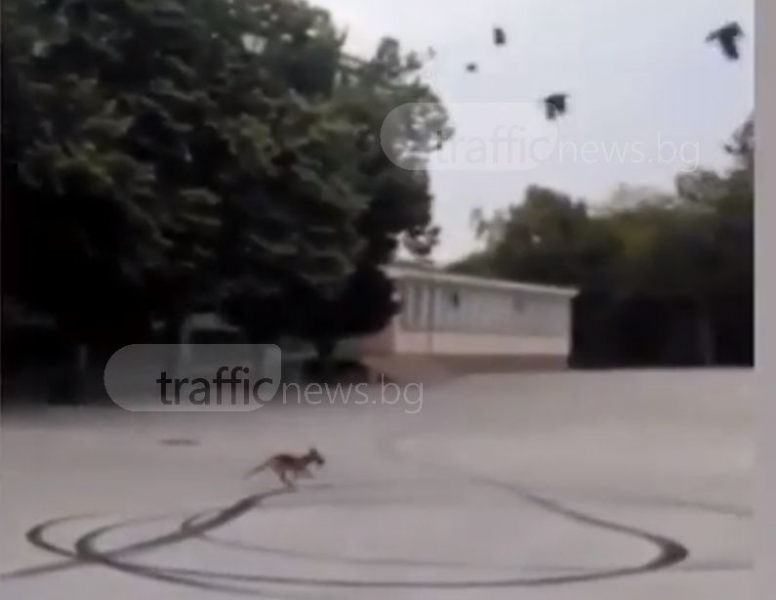 Лисица отиде на лов в двора на пловдивско училище ВИДЕО
