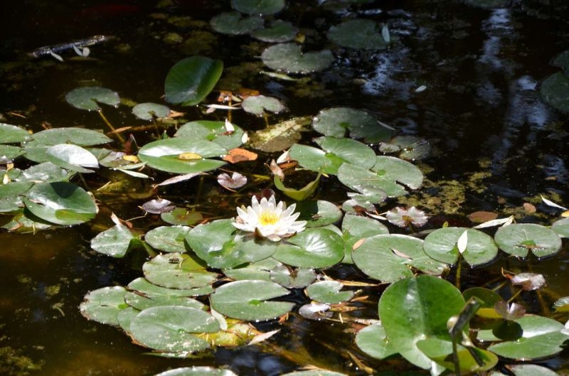 Водните лилии в Цар-Симеоновата градина цъфнаха СНИМКИ