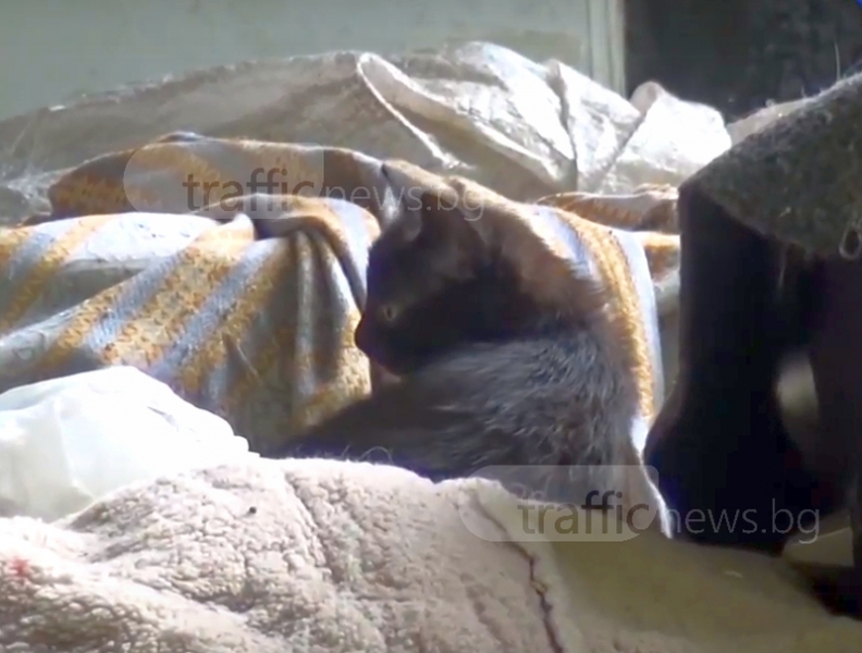 ЧСИ-та и полиция прибраха десетки котки от воняща къща, собственичките плашат с взрив ВИДЕО